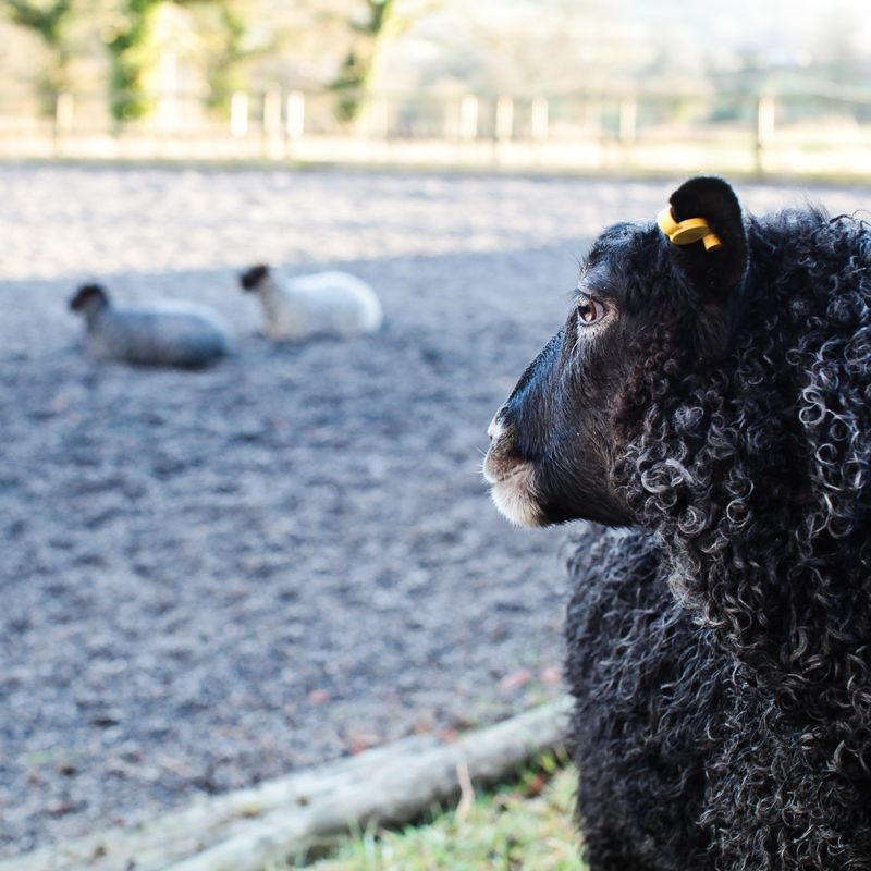 A grey Gotland sheep